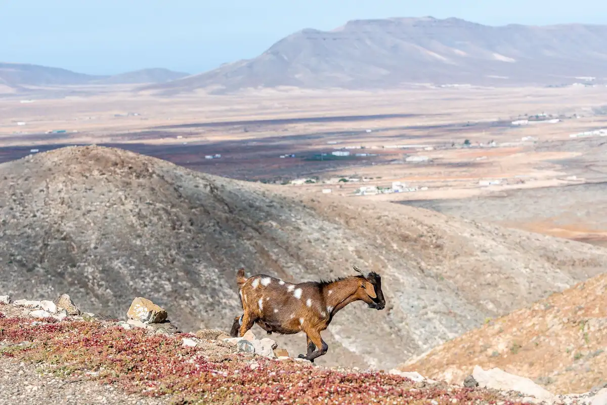 Circular de Agua de Bueyes